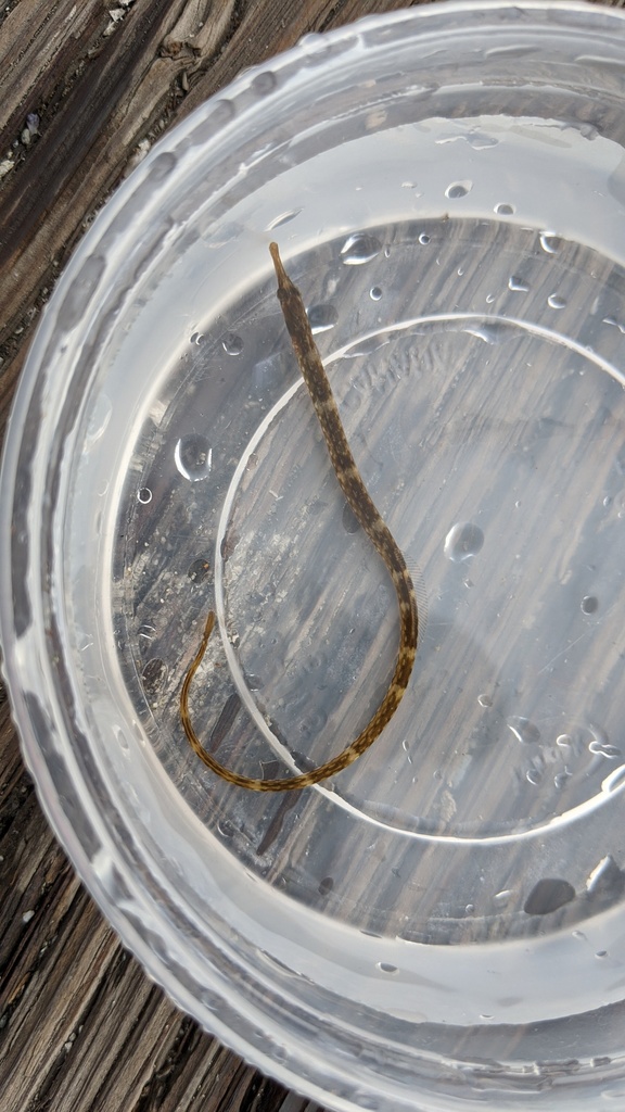 Bay Pipefish in our small "deli" sized containor