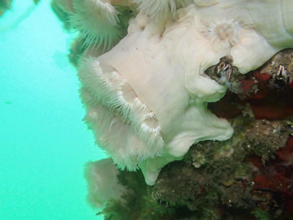 Plumose Anemone