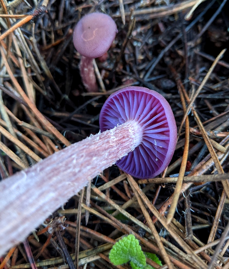 Fantastic Fruits of the Forest Floor – Chloe Van Loon's Nature Blog