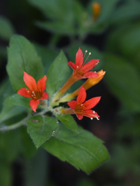 California’s Flaming-Trumpet, Collomia rawsoniana