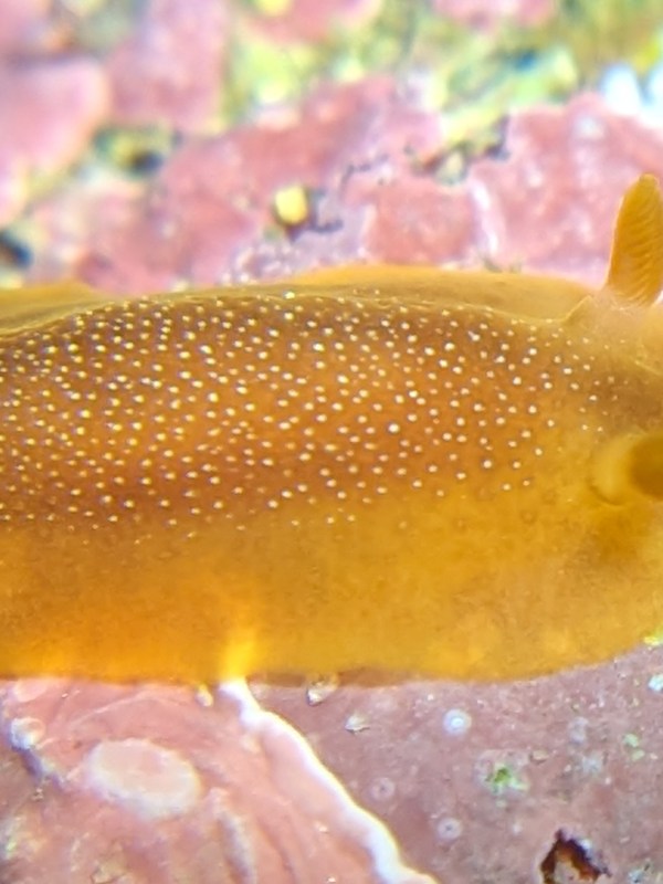 Winter Nudis. Sea slugs from ’23-’24 winter in San Diego, California