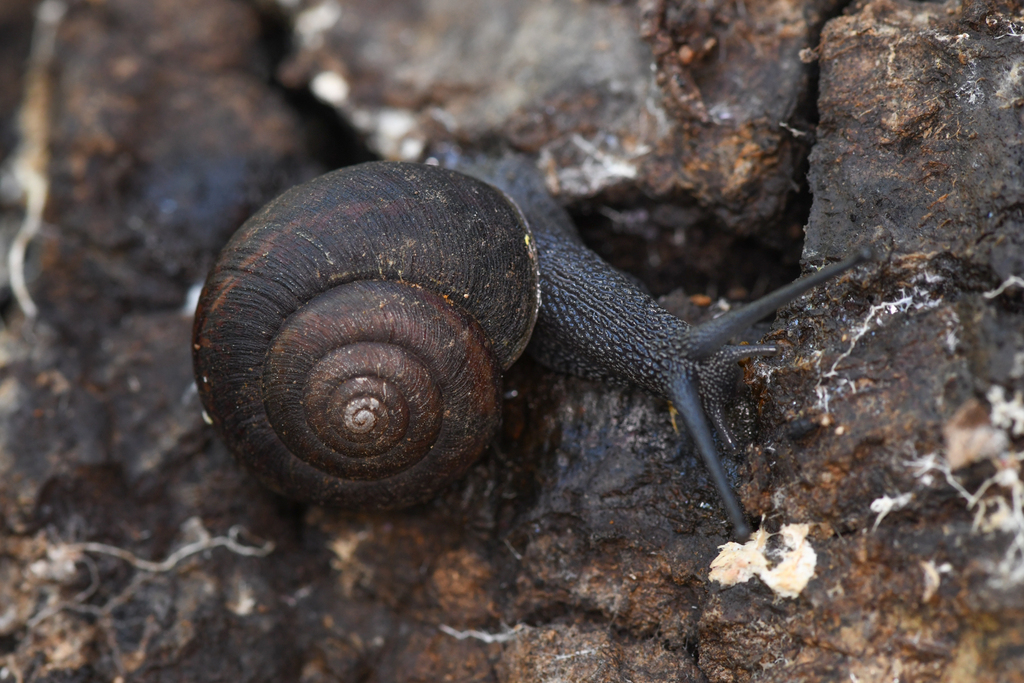 A Very Snail-y Spring, BioBlitzing SoCal's Rare Snails – Chloe Van