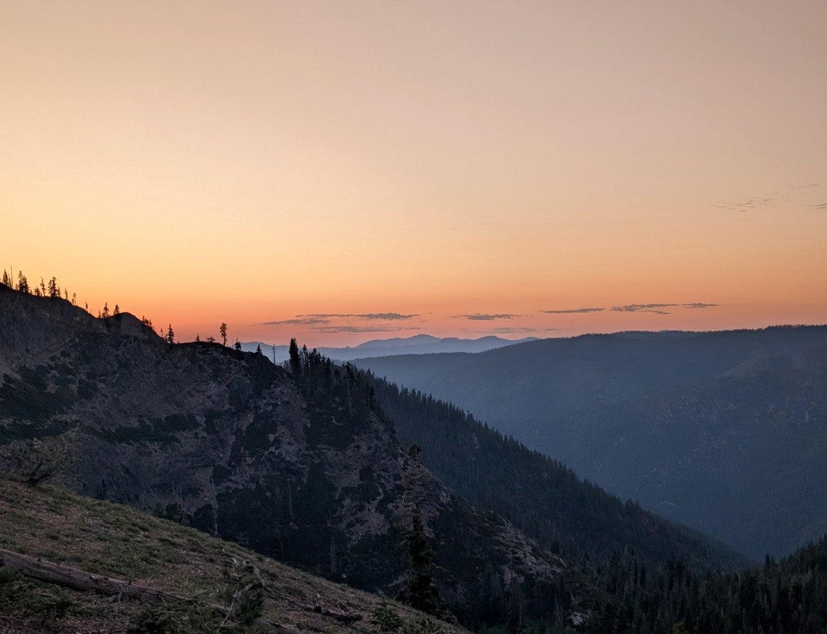 Drive, Drive Drive to Howell’s Tauschia